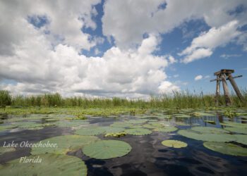 Toxic algae threatens Florida wetlands, local economy