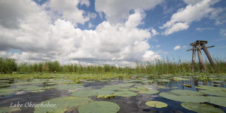 Toxic algae threatens Florida wetlands, local economy