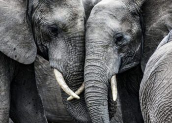 Poachers kill another elephant every 14 minutes