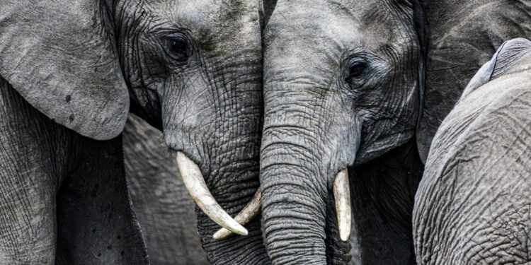 Poachers kill another elephant every 14 minutes
