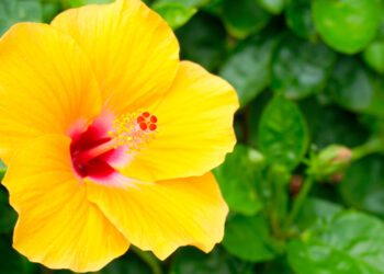 Maui wildfires may devastate endangered plant species