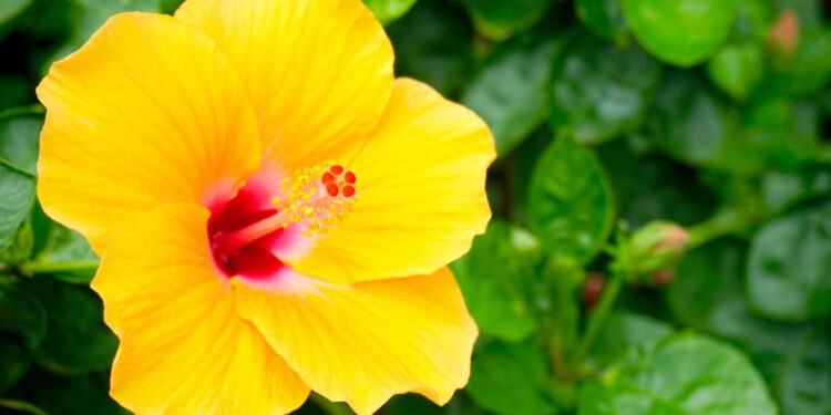 Maui wildfires may devastate endangered plant species