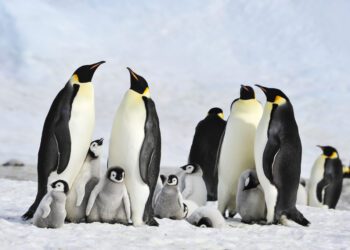 Emperor penguin breeding disrupted by melting sea ice