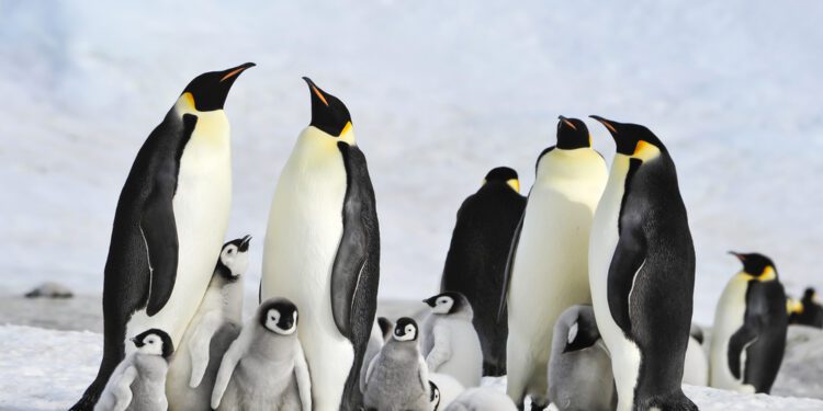 Emperor penguin breeding disrupted by melting sea ice - CEO North America Emperor penguin breeding disrupted by melting sea ice