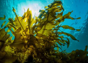 US lobster catchers switch focus to seaweed