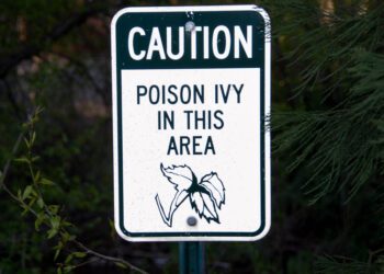 Climate change poises poison ivy to flourish