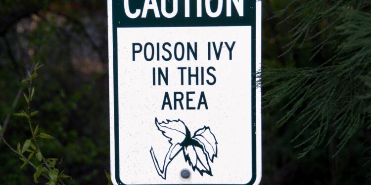 Climate change poises poison ivy to flourish