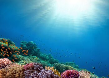 Deep freezing could save coral reefs’ futures