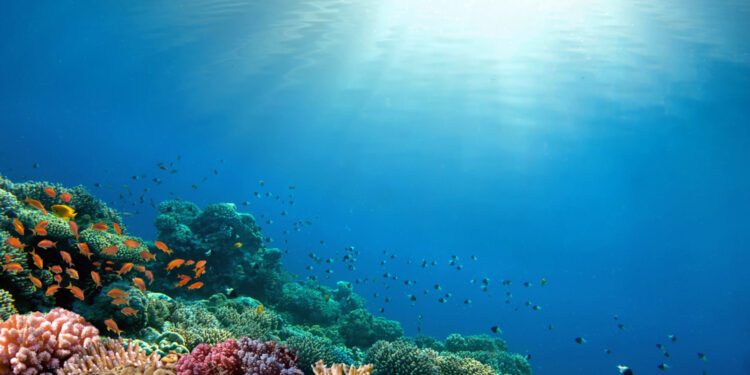 Deep freezing could save coral reefs’ futures