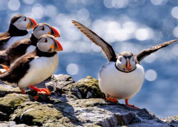 Atlantic puffin colonies’ breeding back on track
