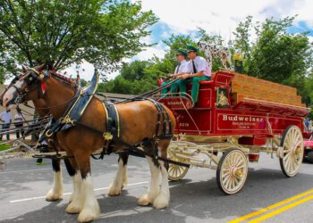 Anheuser-Busch ends its traditional clipping of Clydesdale tails