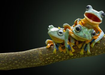 41% of amphibians at threat of extinction