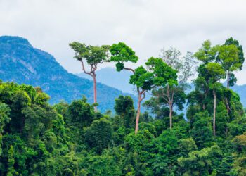 Amazon rainforest deforestation dips by 57% in September