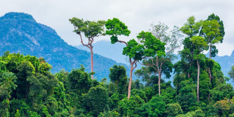 Amazon rainforest deforestation dips by 57% in September