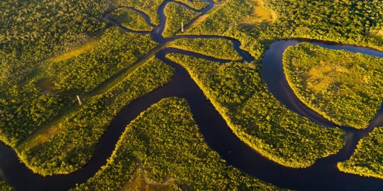 Countries neighboring major rainforests agree on deforestation solution
