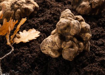 Truffle hunt issues trickle down to diners