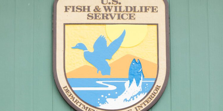 US to protect endangered North American Wolverine