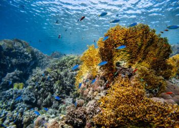 Caribbean coral threatened by rising ocean temperatures