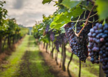 Meteorological events decimate global wine production