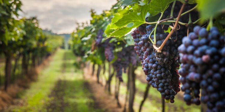 Meteorological events decimate global wine production