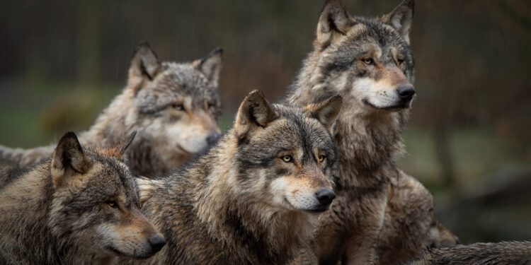 Colorado reintroduces gray wolves into the Rockies - CEO North America Paramount and Warner Bros. Discovery float merger