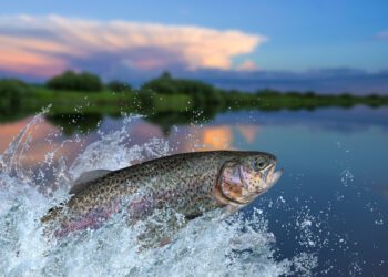 Study claims a quarter of freshwater fish are near extinction