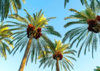 Palm tree recycling could pose as plywood alternative