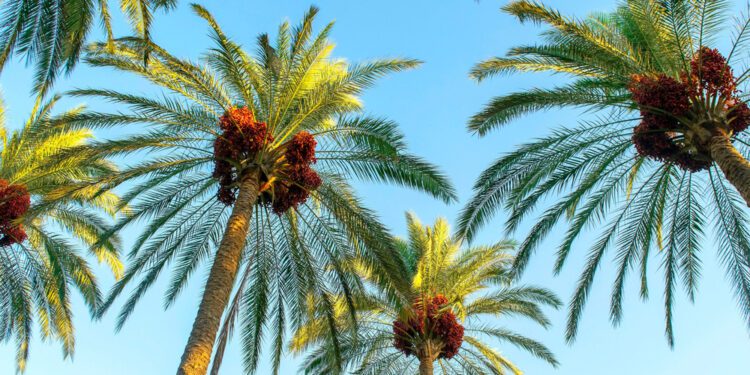 Palm tree recycling could pose as plywood alternative