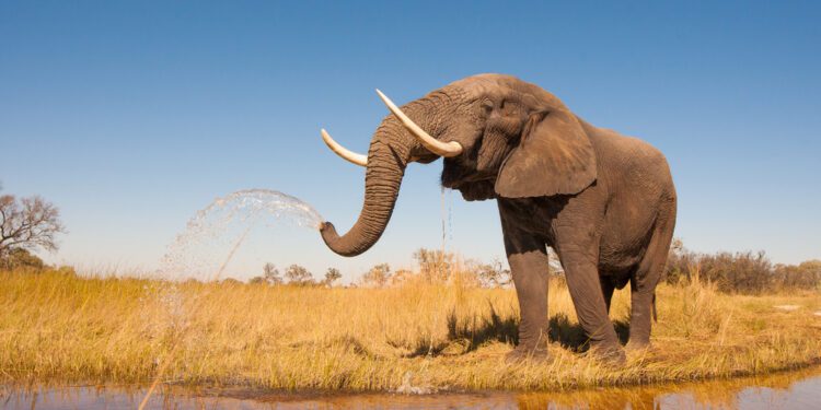 El Niño pushes more than 100 elephants toward death - CEO North America Tesla issues 120,000 vehicle recall