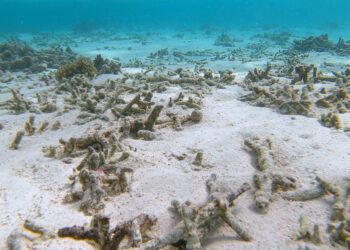 Coral reef monitor adds new alert levels after ‘extreme’ heat