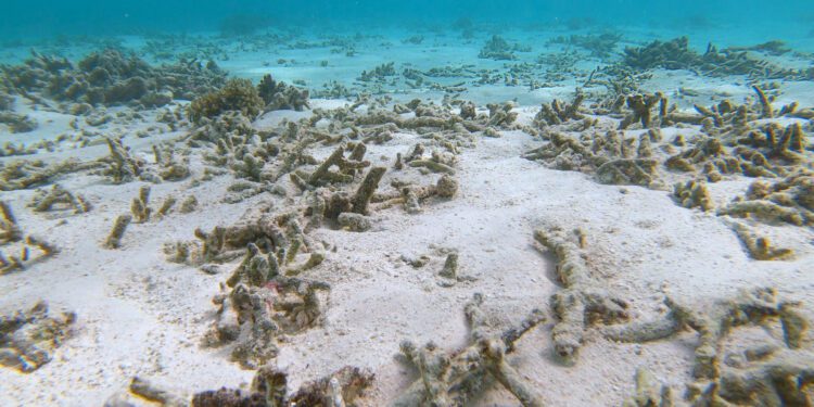 Coral reef monitor adds new alert levels after ‘extreme’ heat
