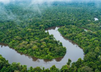 Nearly half of Amazon at risk of “savannization” by 2050