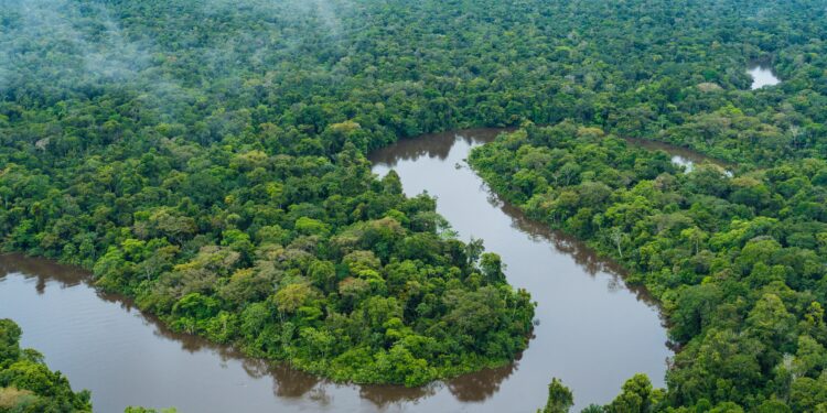 Nearly half of Amazon at risk of “savannization” by 2050