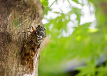 Prepare for rare double cicada brood emergence in April