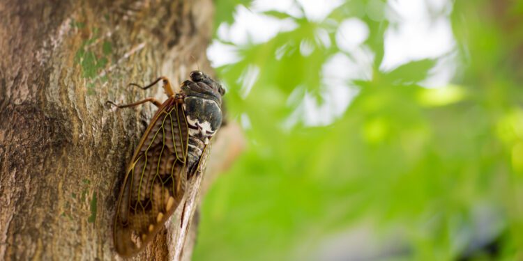 Prepare for rare double cicada brood emergence in April - CEO North America Prepare for rare double cicada brood emergence in April