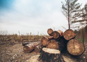 Summer 2023 hit hottest temps in 2,000 years