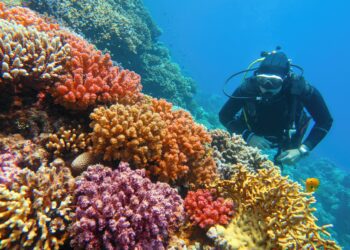 Growing amounts of coral are being smuggled into the U.S.