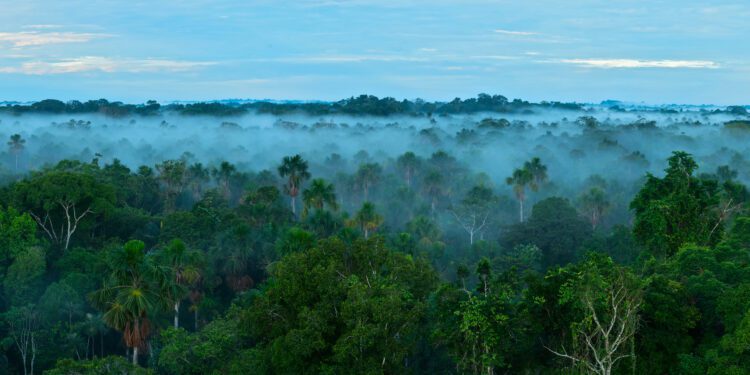 New Model for Conservation Finance to Accelerate Reforestation Efforts in the Amazon