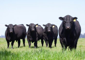 Beef prices reach record highs on back of drought