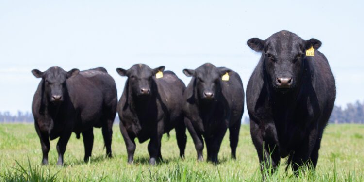 Beef prices reach record highs on back of drought - CEO North America Beef prices reach record highs on back of drought
