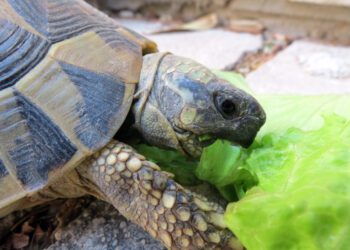 Dogs Lend Their Noses to Find Turtles for Science