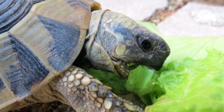 Dogs Lend Their Noses to Find Turtles for Science