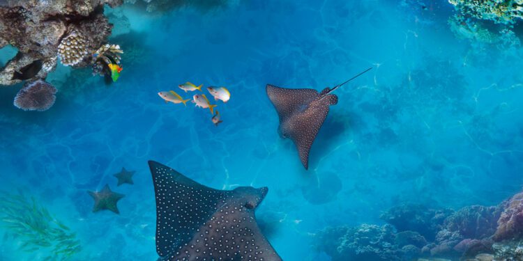 Hamdan bin Mohammed inaugurates landmark Dubai reef sustainability initiative