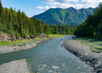 A forest for the next generations