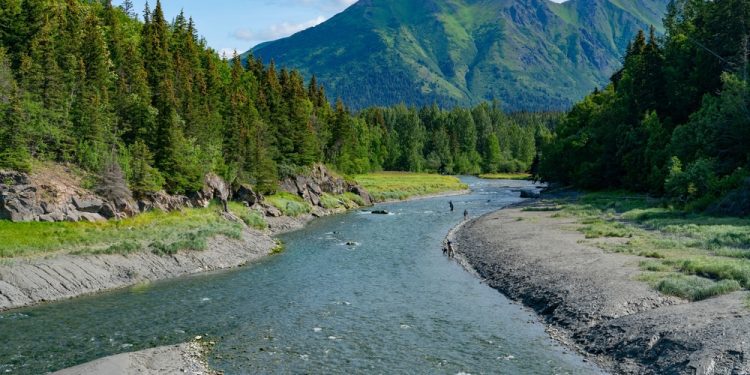 A forest for the next generations