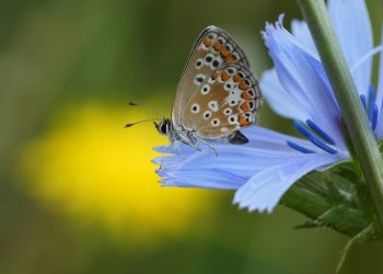 The UN Biodiversity COP16 is make-or-break moment for nature protection