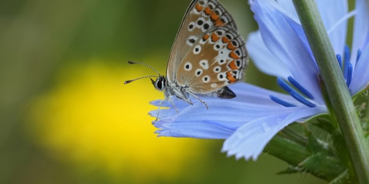 The UN Biodiversity COP16 is make-or-break moment for nature protection - CEO North America The UN Biodiversity COP16 is make-or-break moment for nature protection
