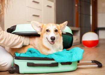 First dog-friendly cruise to set sail from Tampa in 2025