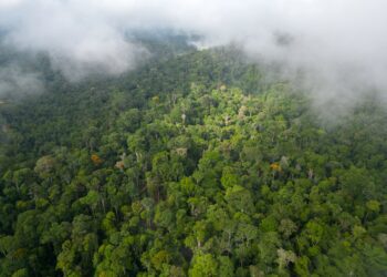 Scientists discover unique microbes in Amazonian peatlands that could influence climate change