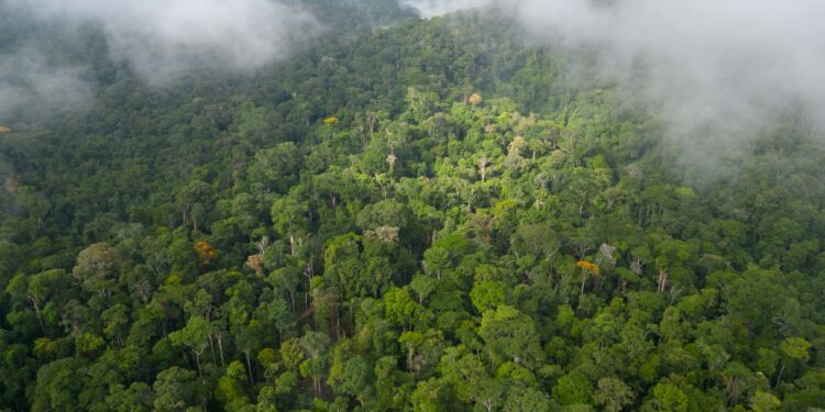 Scientists discover unique microbes in Amazonian peatlands that could influence climate change